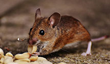 historical-building-pest-preservation-and-protection Experts in Inkerman